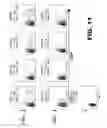Fig. 26 - METHODS OF INHIBITING VIRAL REPLICATION COMPRISING THE SIGNAL PEPTIDASE COMPLEX