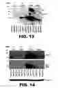 Fig. 28 - METHODS OF INHIBITING VIRAL REPLICATION COMPRISING THE SIGNAL PEPTIDASE COMPLEX