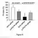Fig. 09 - Small interfering RNA (siRNA) for the therapy of type 2 (ADO2) autosomal dominant osteopetrosis caused by CLCN7 (ADO2 CLCN7-dependent) gene mutation