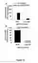 Fig. 14 - Small interfering RNA (siRNA) for the therapy of type 2 (ADO2) autosomal dominant osteopetrosis caused by CLCN7 (ADO2 CLCN7-dependent) gene mutation