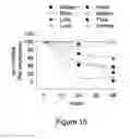 Fig. 16 - Small interfering RNA (siRNA) for the therapy of type 2 (ADO2) autosomal dominant osteopetrosis caused by CLCN7 (ADO2 CLCN7-dependent) gene mutation