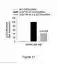 Fig. 18 - Small interfering RNA (siRNA) for the therapy of type 2 (ADO2) autosomal dominant osteopetrosis caused by CLCN7 (ADO2 CLCN7-dependent) gene mutation