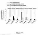 Fig. 20 - Small interfering RNA (siRNA) for the therapy of type 2 (ADO2) autosomal dominant osteopetrosis caused by CLCN7 (ADO2 CLCN7-dependent) gene mutation
