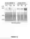 Fig. 12 - Compositions and methods for modulating dysferlin expression