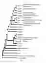 Fig. 03 - POLYNUCLEOTIDES AND POLYPEPTIDES IN PLANTS