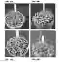 Fig. 27 - POLYNUCLEOTIDES AND POLYPEPTIDES IN PLANTS