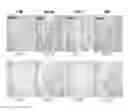 Fig. 30 - POLYNUCLEOTIDES AND POLYPEPTIDES IN PLANTS