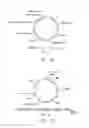 Fig. 02 - Activity of Fe—S cluster requiring proteins