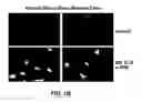 Fig. 03 - METHODS OF GANGLIOSIDE PRODUCTION