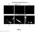 Fig. 04 - METHODS OF GANGLIOSIDE PRODUCTION