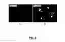 Fig. 07 - METHODS OF GANGLIOSIDE PRODUCTION