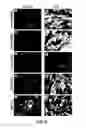 Fig. 13 - METHODS OF GANGLIOSIDE PRODUCTION