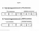 Fig. 02 - Methods for increasing molecular diversity of polyketides and non-ribosomal proteins