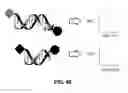 Fig. 56 - METHODS, COMPOSITIONS, AND KITS FOR NUCLEIC ACID ANALYSIS