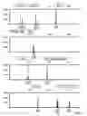 Fig. 06 - Mouse cell line authentication