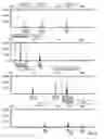 Fig. 07 - Mouse cell line authentication