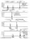 Fig. 09 - Mouse cell line authentication