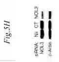 Fig. 30 - NOL3 is a predictor of patient outcome