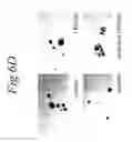 Fig. 36 - NOL3 is a predictor of patient outcome