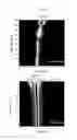 Fig. 07 - Metallic glass composites with controllable work-hardening capacity