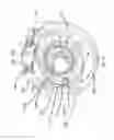 Fig. 12 - Internal combustion engine
