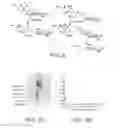 Fig. 09 - Electrochemical methods and compounds for the detection of enzymes