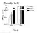 Fig. 08 - METHOD FOR ENRICHING CNS-DERIVED EXOSOMES