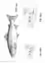 Fig. 06 - Non-invasive multimodal biometrical identification system of animals