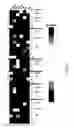 Fig. 07 - System and method for tissue characterization based on texture information using multi-parametric MRI