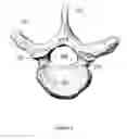 Fig. 04 - Method of obtaining and analyzing data from an upright MRI from the spinal region of a subject