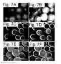 Fig. 06 - Method of forming microsphere having structural color