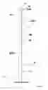 Fig. 22 - Vertical planter for growing plants