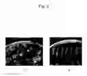 Fig. 03 - Agent for inducing callus and method for inducing callus