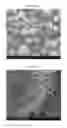 Fig. 02 - High-Load Pyrethroid Encapsulated Seed Treatment Formulations