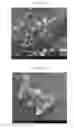 Fig. 03 - High-Load Pyrethroid Encapsulated Seed Treatment Formulations