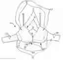 Fig. 01 - CLEAVAGE ENHANCEMENT BRA
