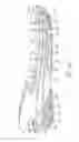Fig. 03 - Sole structure with alternating spring and damping layers