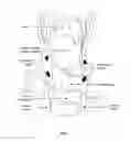 Fig. 02 - Methods and systems for intra-operatively providing anatomical guidance in surgery