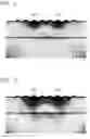Fig. 08 - Fat thickness estimating device, fat thickness estimating system, fat thickness measuring method, and program