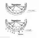 Fig. 08 - Stents for placement of orthodontic attachments, and methods of producing and using such stents