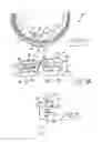 Fig. 10 - Stents for placement of orthodontic attachments, and methods of producing and using such stents