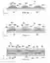 Fig. 19 - ABSORBENT ARTICLES COMPRISING A SEPARABLE BELT