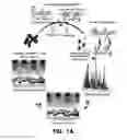 Fig. 02 - Homogenization system of drugs into biodegradable polymer: smart polymer system