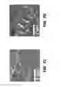 Fig. 06 - Homogenization system of drugs into biodegradable polymer: smart polymer system