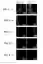 Fig. 03 - PHARMACEUTICAL COMPOSITION CAPABLE OF ACCELERATED PENETRATION INTO AFFECTED AREA