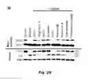 Fig. 08 - Small molecules that induce intrinsic pathway apoptosis