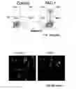 Fig. 04 - Compounds and methods for the treatment of cancer