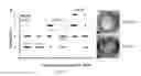 Fig. 12 - Compositions and methods relating to treatment of infection