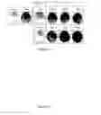Fig. 27 - Glycosaminoglycans