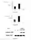 Fig. 31 - Glycosaminoglycans